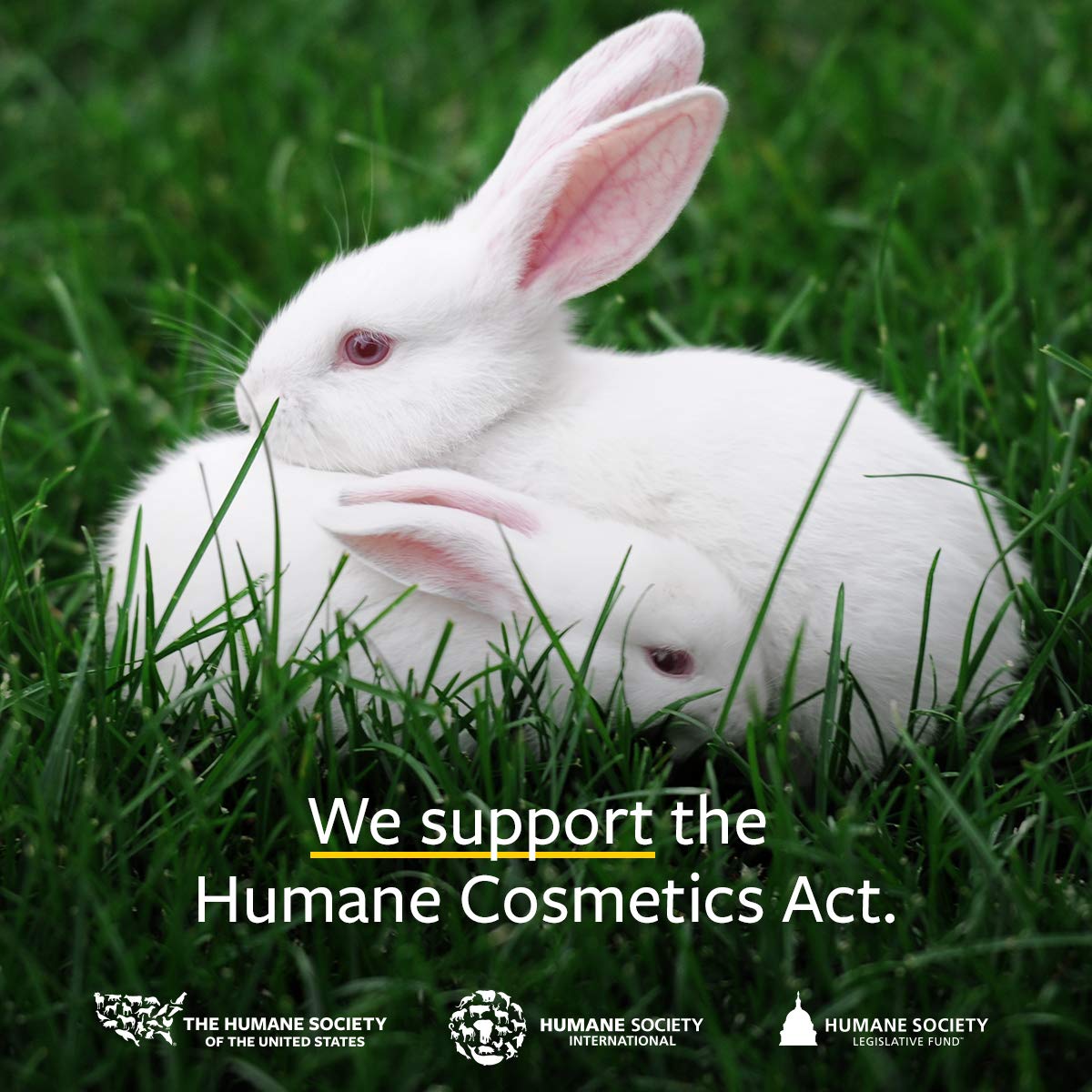 US Organic 100% Pure Lemongrass Essential Oil, USDA Certified Organic, Extracted by Steam Distillation Method, for Hair, Nail Polish Remover, Bees Attraction, and More. 30 ml, Value 2 Pack