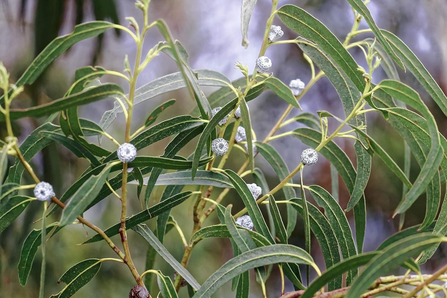 US Organic 100% Pure Eucalyptus Essential Oil (Globulus) - USDA Certified Organic, Steam Distilled - W/Euro droppers (More Size Variations Available) (15 ml / .5 fl oz)